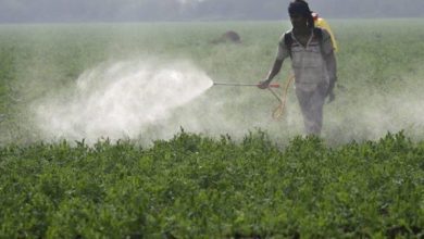 المبيدات الزراعية pesticides-2-jpg | MCG24 | موقع إلكتروني مغربي شامل متجدد على مدار الساعة المبيدات الزراعية
