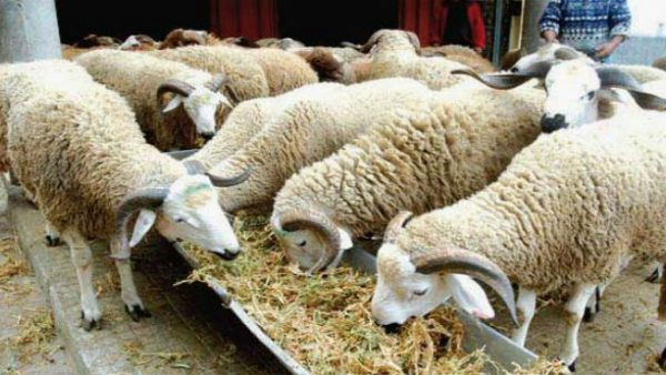 افتتاح أول سوق نموذجي للماشية بأزرو