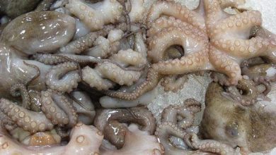 octopus صيد الأخطبوط | MCG24 | موقع إلكتروني مغربي شامل متجدد على مدار الساعة استئناف أنشطة صيد الأخطبوط