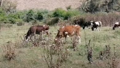 البادية