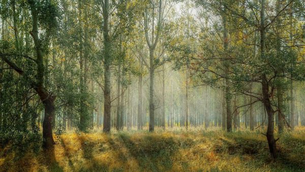 foret_urbaine | MCG24 | موقع إلكتروني مغربي شامل متجدد على مدار الساعة