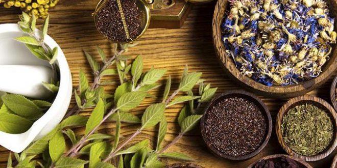 plantes_aromatiques_medicinales-4-660x330 | MCG24 | موقع إلكتروني مغربي شامل متجدد على مدار الساعة