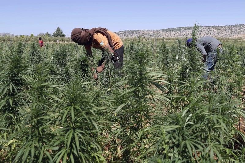 cannabis | MCG24 | موقع إلكتروني مغربي شامل متجدد على مدار الساعة