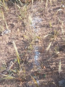 Dry, cracked soil with sparse tufts of dry grass in a barren field; several pale white salt crusts visible on the ground