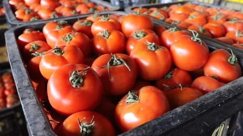 Capture-decran-2025-11-20-110025 | MCG24 | موقع إلكتروني مغربي شامل متجدد على مدار الساعة Red tomatoes piled in black crates at a market, ready for sale.