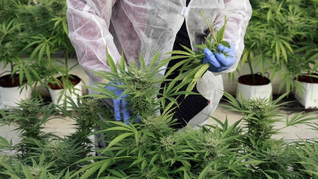 F-VVd3lW0AABGny | MCG24 | موقع إلكتروني مغربي شامل متجدد على مدار الساعة Scientist in a white protective suit and blue gloves trimming cannabis buds in a greenhouse setup