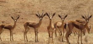 IMG-20260522-WA0032 | MCG24 | موقع إلكتروني مغربي شامل متجدد على مدار الساعة Herd of gazelles standing in a dry, sunlit savannah.