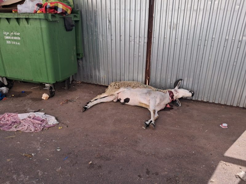 SAVE_20260527_115855 | MCG24 | موقع إلكتروني مغربي شامل متجدد على مدار الساعة Dead cow lying on the ground beside a green dumpster and a corrugated metal wall, with blood near its neck.
