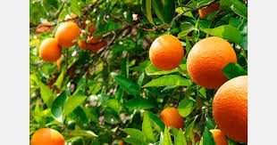 téléchargement 67 | MCG24 | موقع إلكتروني مغربي شامل متجدد على مدار الساعة Ripe oranges hanging on a lush orange tree with green leaves.