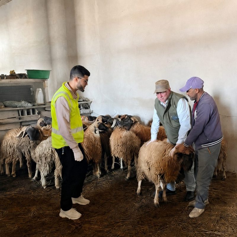 Three men in a barn with a flock of sheep; one man in a bright yellow vest stands at the left while two others, wearing hats, handle a sheep in the center-right.