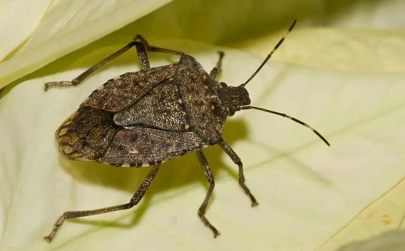 IMG_7096 | MCG24 | موقع إلكتروني مغربي شامل متجدد على مدار الساعة Close-up of a brown speckled shield-shaped bug with long antennae resting on a pale leaf.