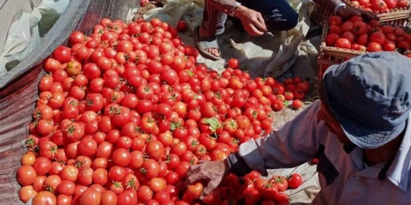 Tomates-1-1 1 | MCG24 | موقع إلكتروني مغربي شامل متجدد على مدار الساعة Farm worker sorting ripe red tomatoes on a tarp during harvest.