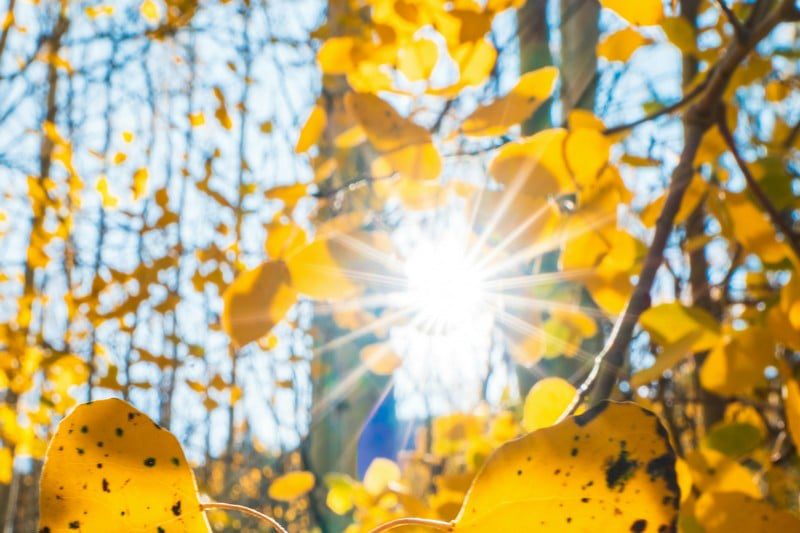 chaleur-climat | MCG24 | موقع إلكتروني مغربي شامل متجدد على مدار الساعة Sunlight filters through bright yellow autumn leaves in a forest, creating a lens flare effect.