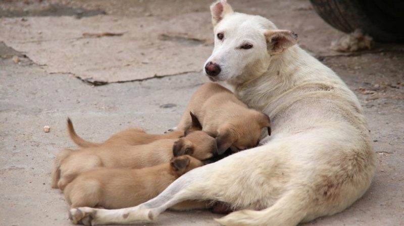 كلاب-ضالة | MCG24 | موقع إلكتروني مغربي شامل متجدد على مدار الساعة White dog lying on concrete, nursing two tan puppies who cuddle close to her.