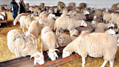 الشعير المدعم لمربي الماشية