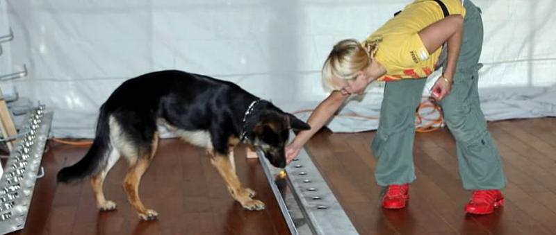 تدريب كلاب لاكتشاف الإصابات بفيروس كورونا المستجد