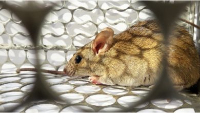 فيروس هانتا بالصين