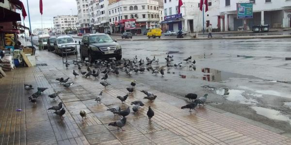 تمديد حالة الطوارئ الصحية