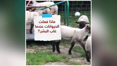 ماذا فعلت الحيوانات عندما غاب البشر | MCG24 | موقع إلكتروني مغربي شامل متجدد على مدار الساعة ماذا فعلت الحيوانات عندما غاب البشر