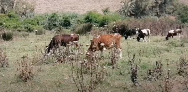 البادية | MCG24 | موقع إلكتروني مغربي شامل متجدد على مدار الساعة البادية