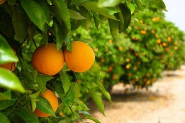 agrimaroc_202359053 | MCG24 | موقع إلكتروني مغربي شامل متجدد على مدار الساعة