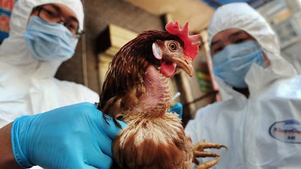 الصين تحظر استيراد الدواجن من فرنسا بسبب تفشي انفلونزا الطيور