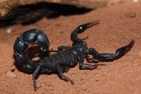 scorpion2_475389376 | MCG24