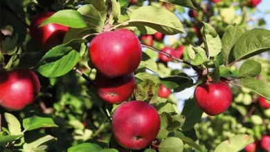 التفاح تنعش الاقتصاد الفلاحي بإقليم صفرو
