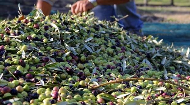 1574938306Olives_Vfy8Cl6 | MCG24 | موقع إلكتروني مغربي شامل متجدد على مدار الساعة