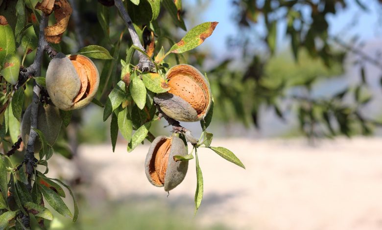 almonds-5349916_1280-780x470-1 | MCG24 | موقع إلكتروني مغربي شامل متجدد على مدار الساعة