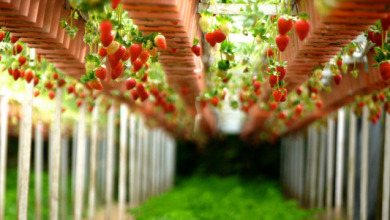 Agri-Food Tech