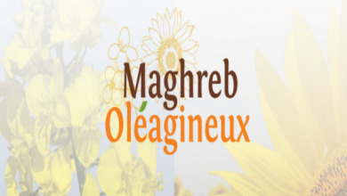 MAGHREB OLEAGINEUX