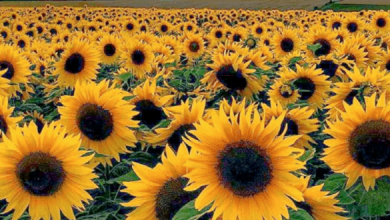 الزراعات الزيتية