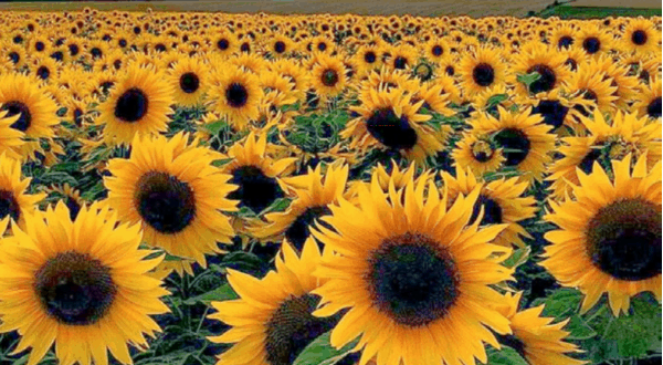 الزراعات الزيتية