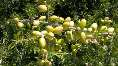 شجر الأركان