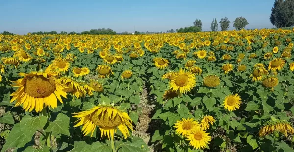 المواد الأولية الزراعية