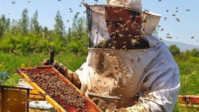 الفدرالية المهنية المغربية لتربية النحل