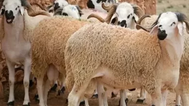 عيد الأضحى