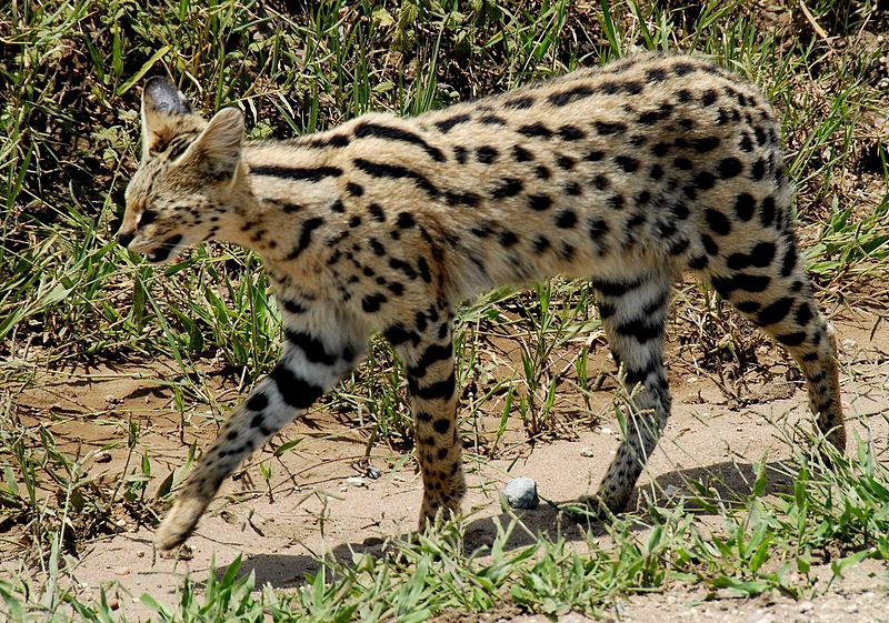 800px-Leptailurus_serval_-Serengeti_National_Park_Tanzania-8 | MCG24 | موقع إلكتروني مغربي شامل متجدد على مدار الساعة