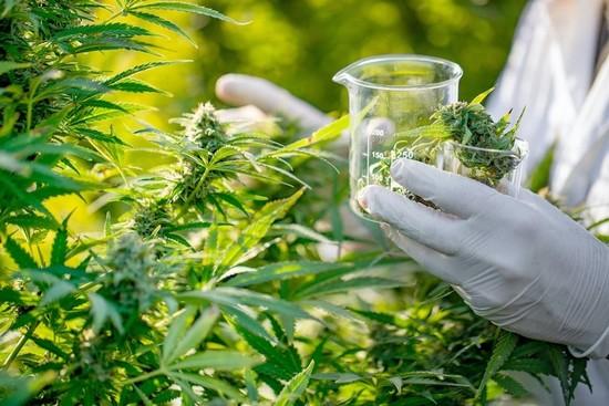 المستجدات العلاجية من القنب الهندي