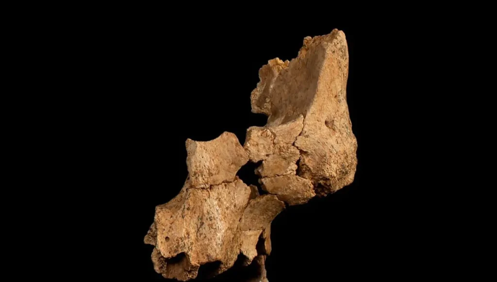 bones_070726 | MCG24 | موقع إلكتروني مغربي شامل متجدد على مدار الساعة