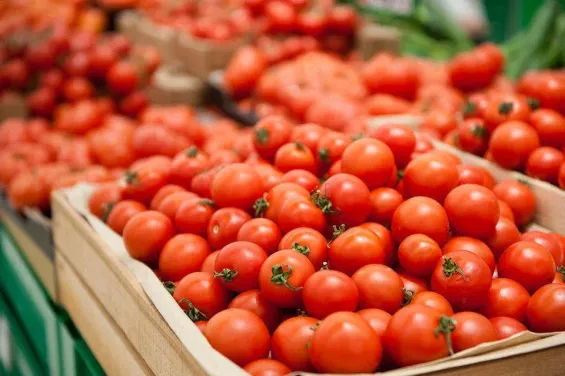 شحن حاويات الطماطم المغربية في ميناء للتصدير إلى أيرلندا، مسجلاً رقماً قياسياً في الصادرات.