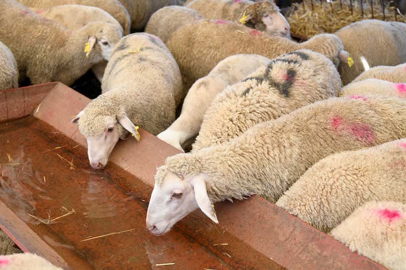 moutons | MCG24 | موقع إلكتروني مغربي شامل متجدد على مدار الساعة برنامج دعم القطيع الوطني