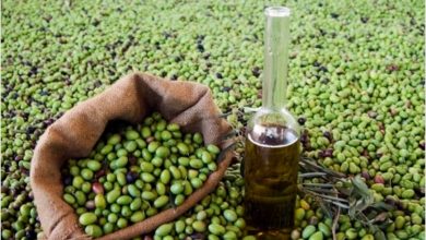 Burlap sack full of green olives beside a tall glass bottle of olive oil outdoors on leafy ground.