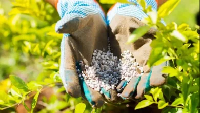 Gloved hands cupping small white fertilizer granules among green bushes in a garden.