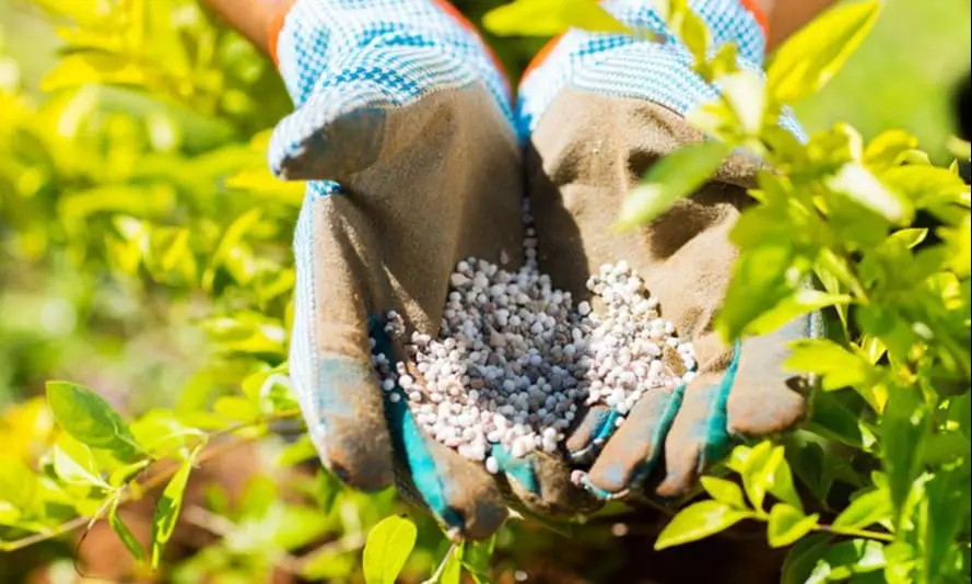 Gloved hands cupping small white fertilizer granules among green bushes in a garden.