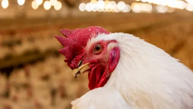 Close-up of a white chicken with a bright red comb and beak in a barn-like setting with warm lighting in the background.