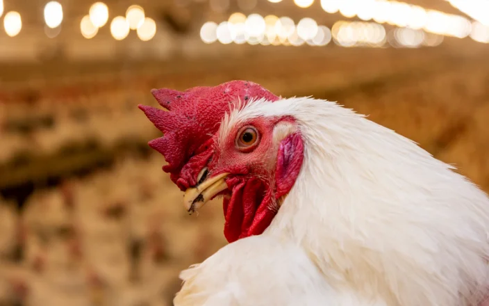 Close-up of a white chicken with a bright red comb and beak in a barn-like setting with warm lighting in the background.
