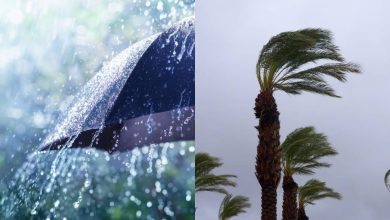 Split image: left shows rain splashing on an umbrella; right shows palm trees bending in strong wind.