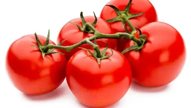 Cluster of red ripe tomatoes on a green vine against a white background